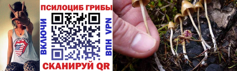 магазин    Правдинск  Галлюциногенные грибы Psilocybine cubensis 